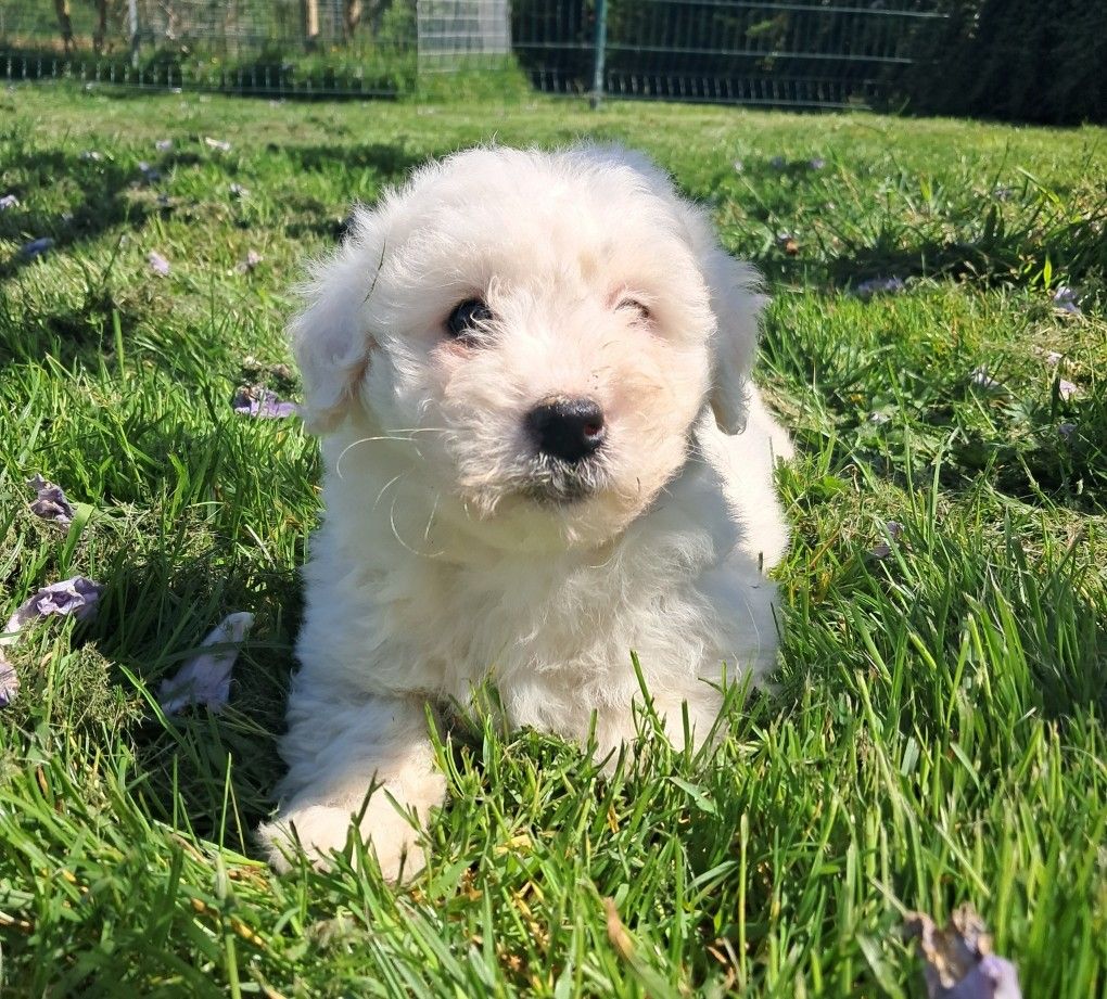 Des Trois G - Chiots disponibles - Coton de Tulear