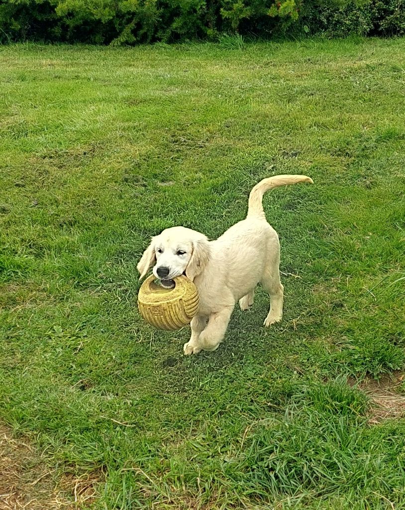 Chiot Golden Retriever Des Trois G