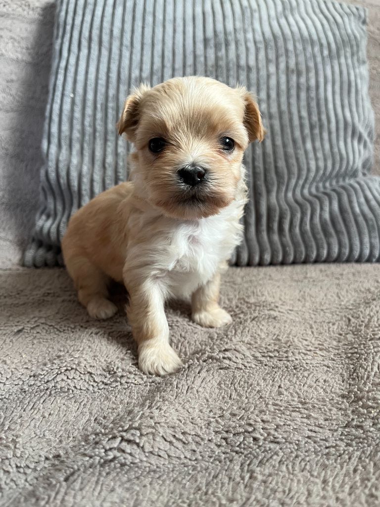 Des Trois G - Chiots disponibles - Bichon Havanais