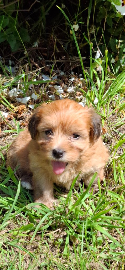 Des Trois G - Chiots disponibles - Bichon Havanais
