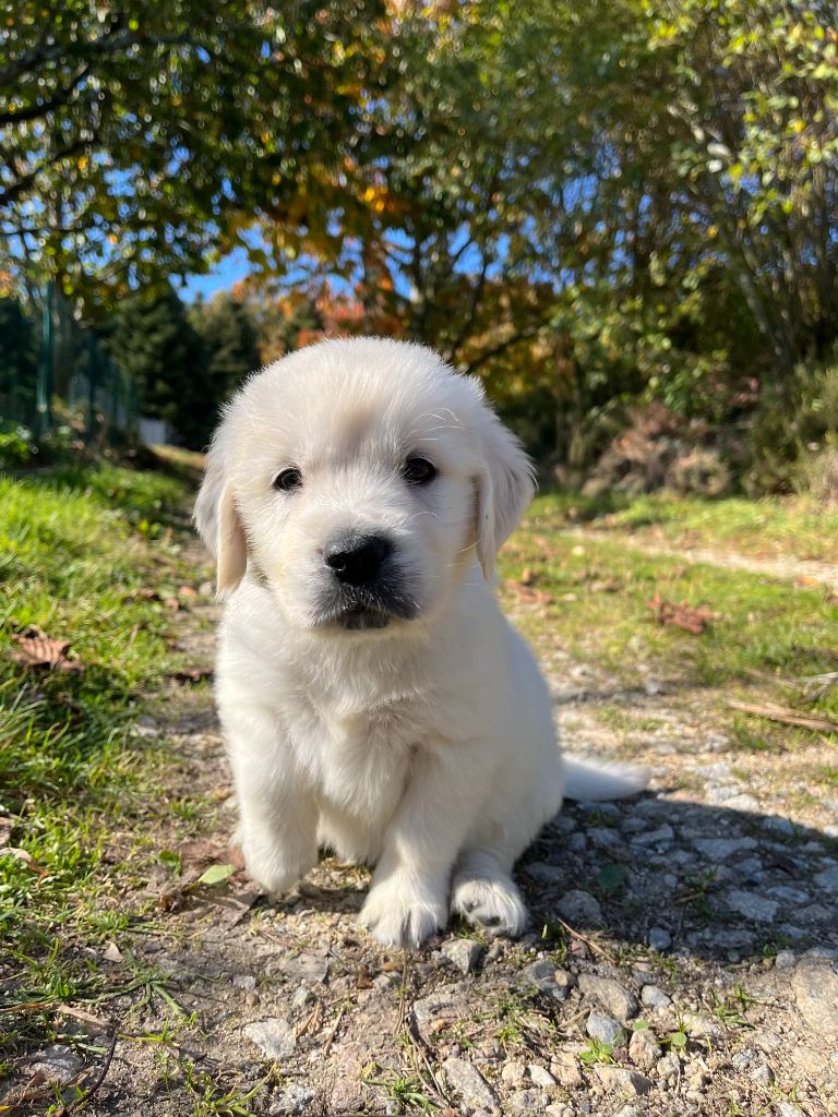 Des Trois G - Chiots disponibles - Golden Retriever