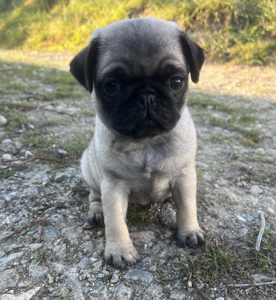 Des Trois G - Chiots disponibles - Carlin