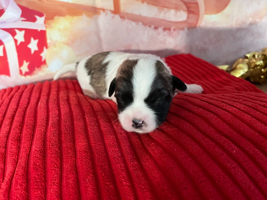 Des Trois G - Chiots disponibles - Coton de Tulear