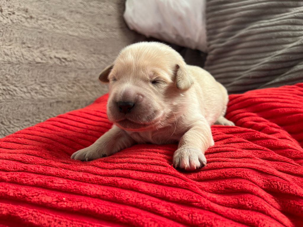 Des Trois G - Chiots disponibles - Golden Retriever