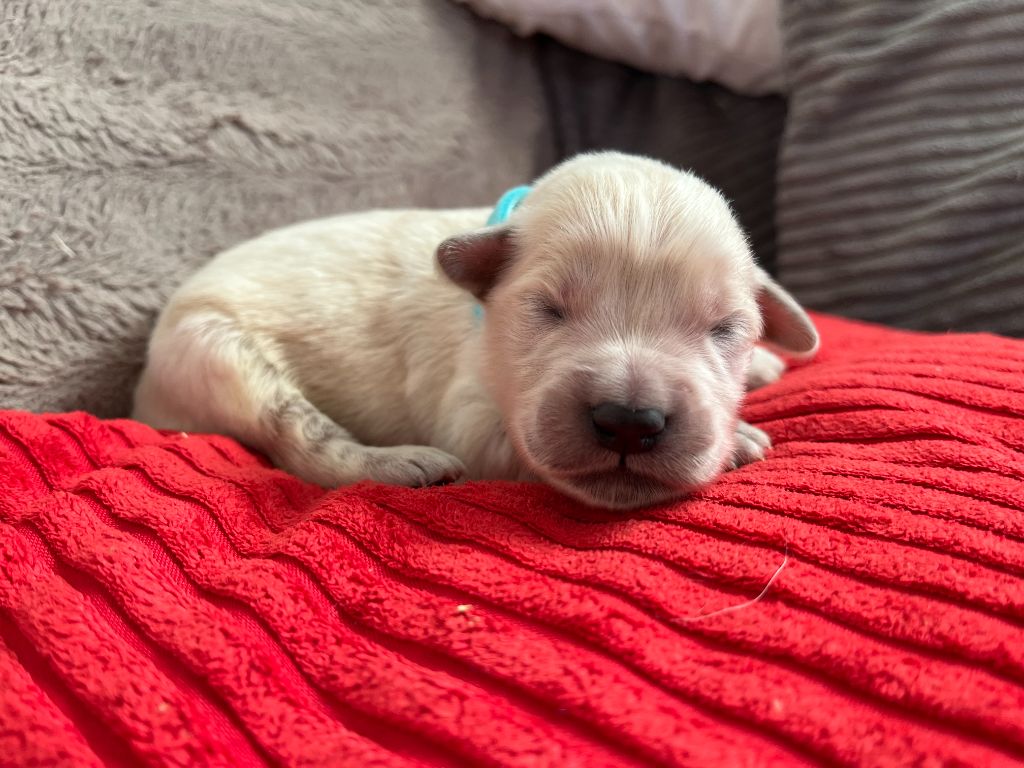 Des Trois G - Chiots disponibles - Golden Retriever