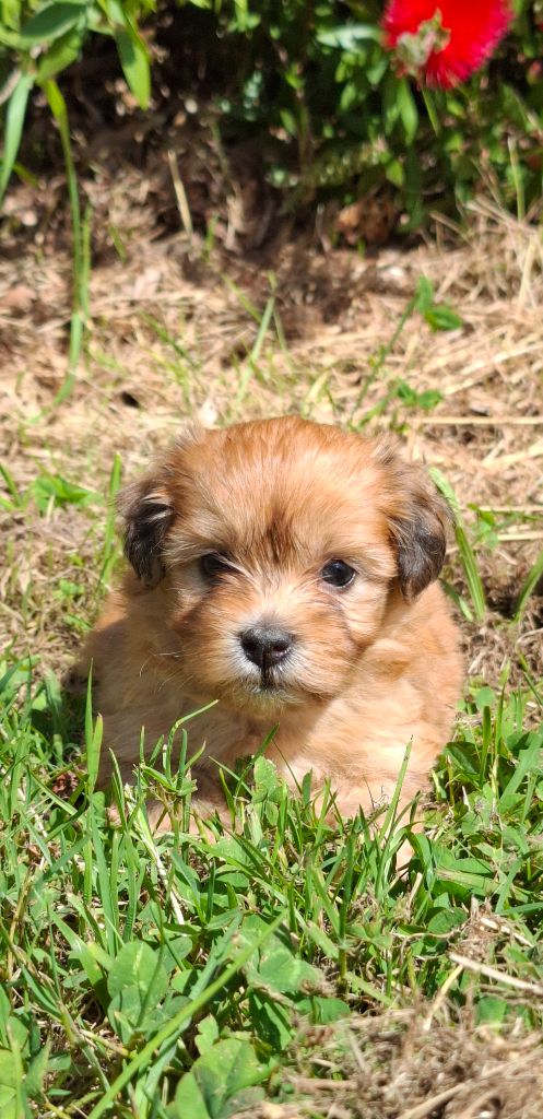 Des Trois G - Chiots disponibles - Bichon Havanais