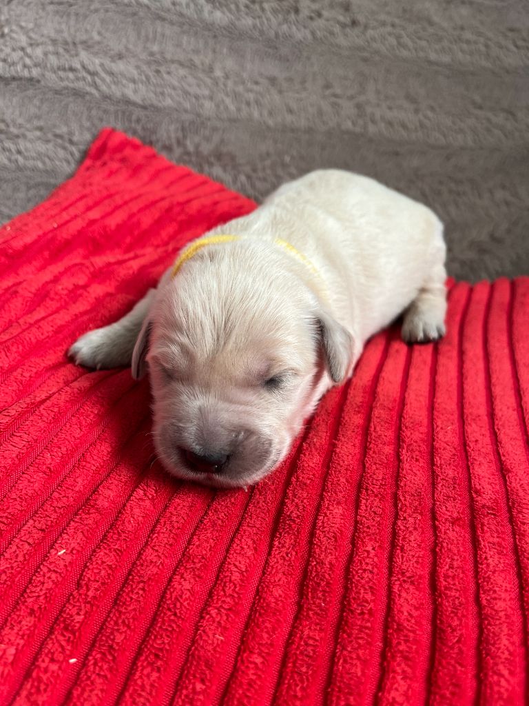 Des Trois G - Chiots disponibles - Golden Retriever