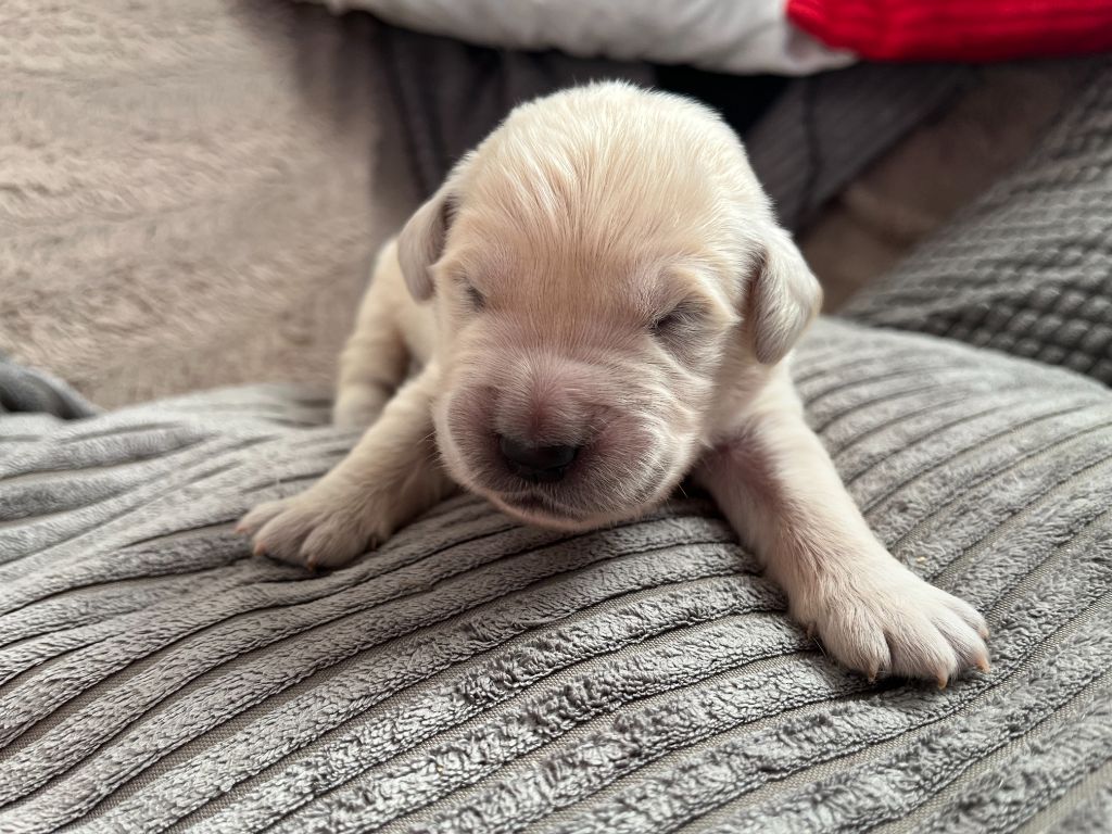 Des Trois G - Chiots disponibles - Golden Retriever