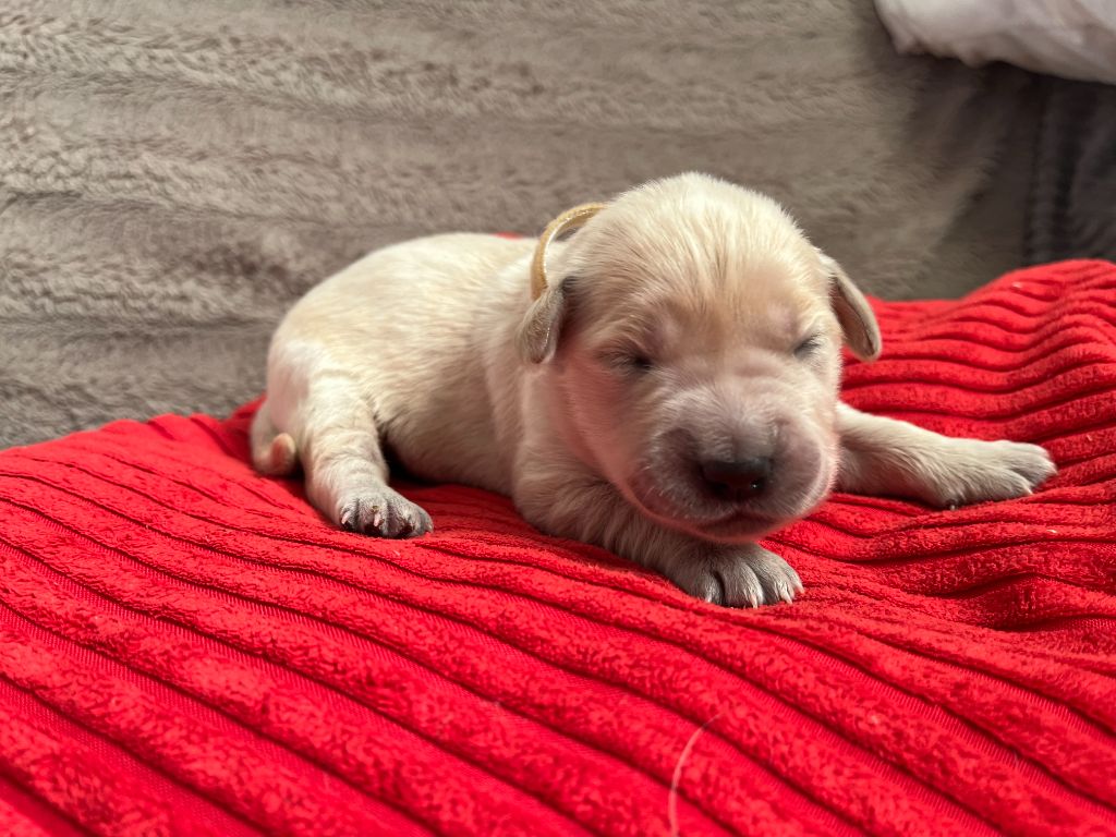 Des Trois G - Chiots disponibles - Golden Retriever