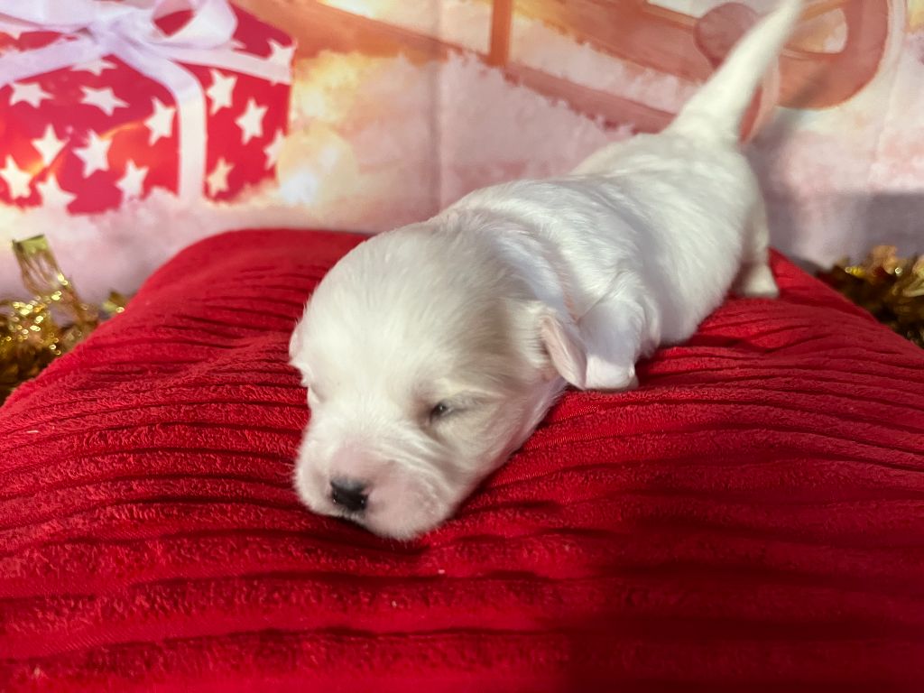 Des Trois G - Chiots disponibles - Coton de Tulear