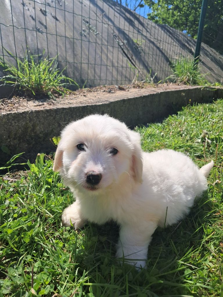 Des Trois G - Chiots disponibles - Coton de Tulear