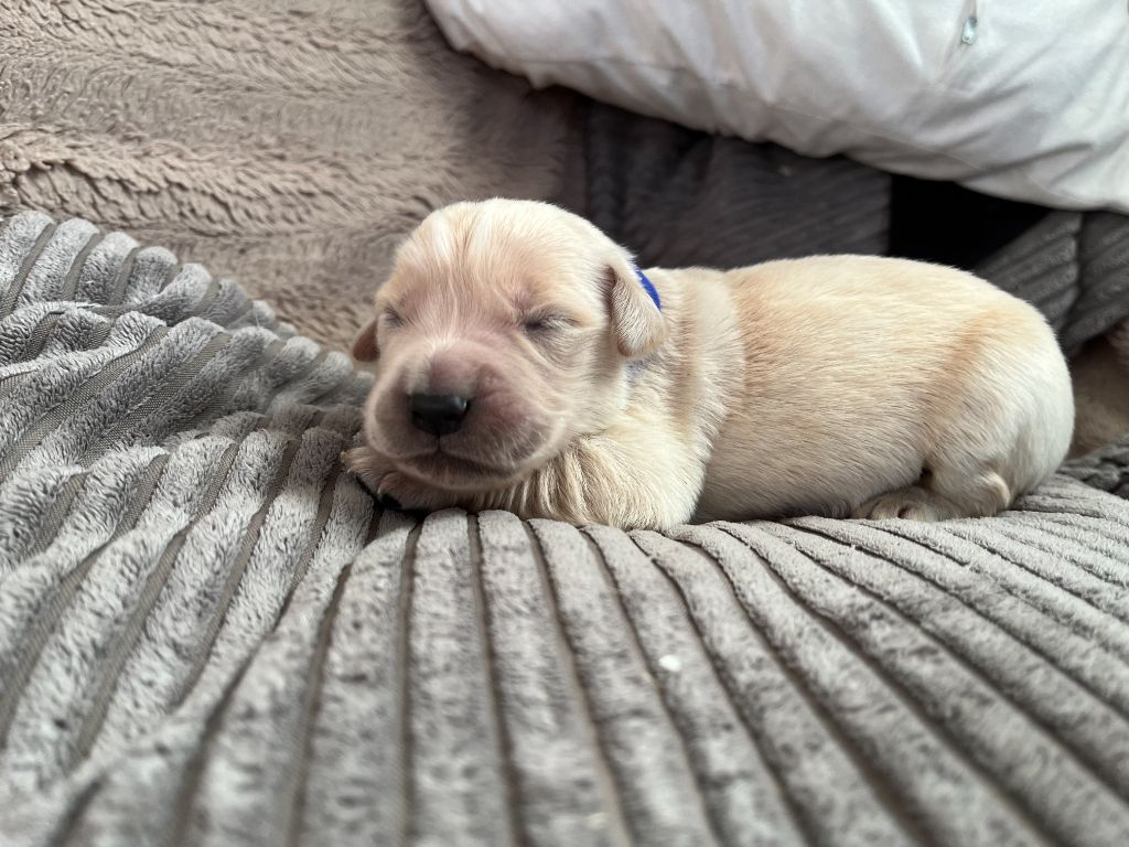 Des Trois G - Chiots disponibles - Golden Retriever