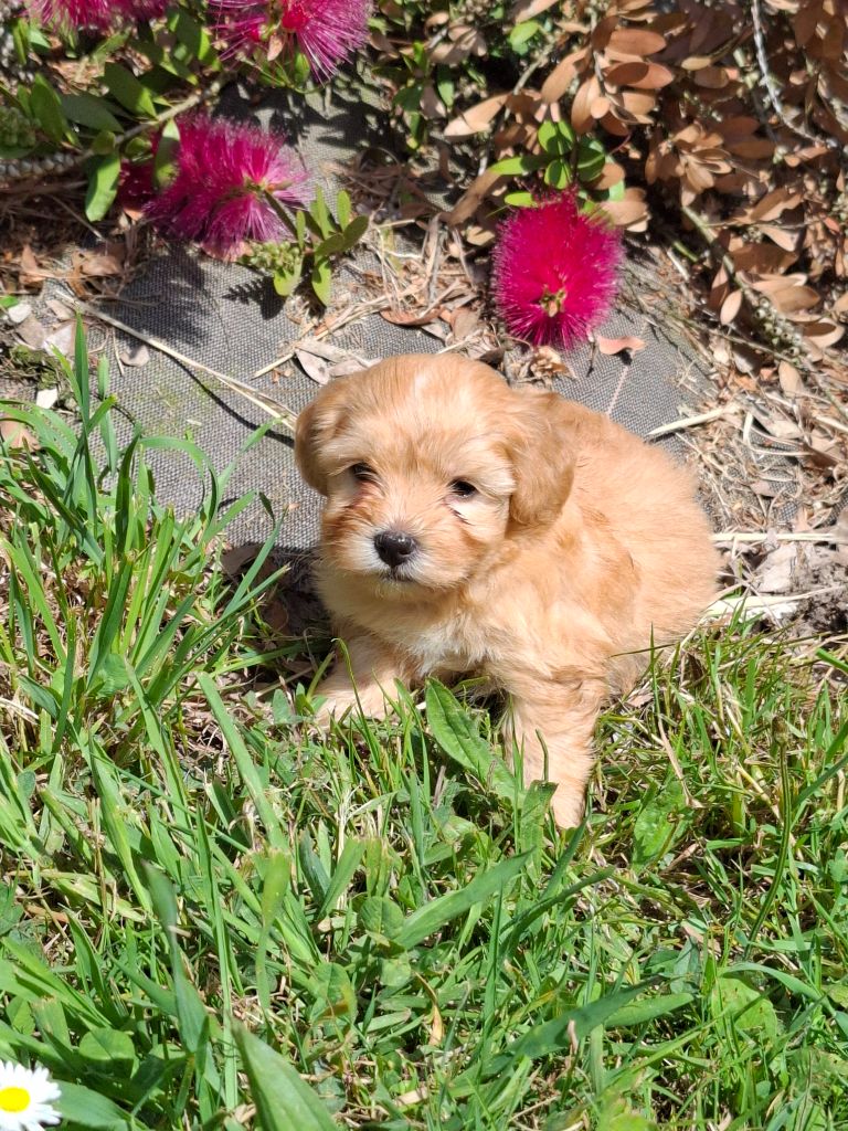 Des Trois G - Chiots disponibles - Bichon Havanais