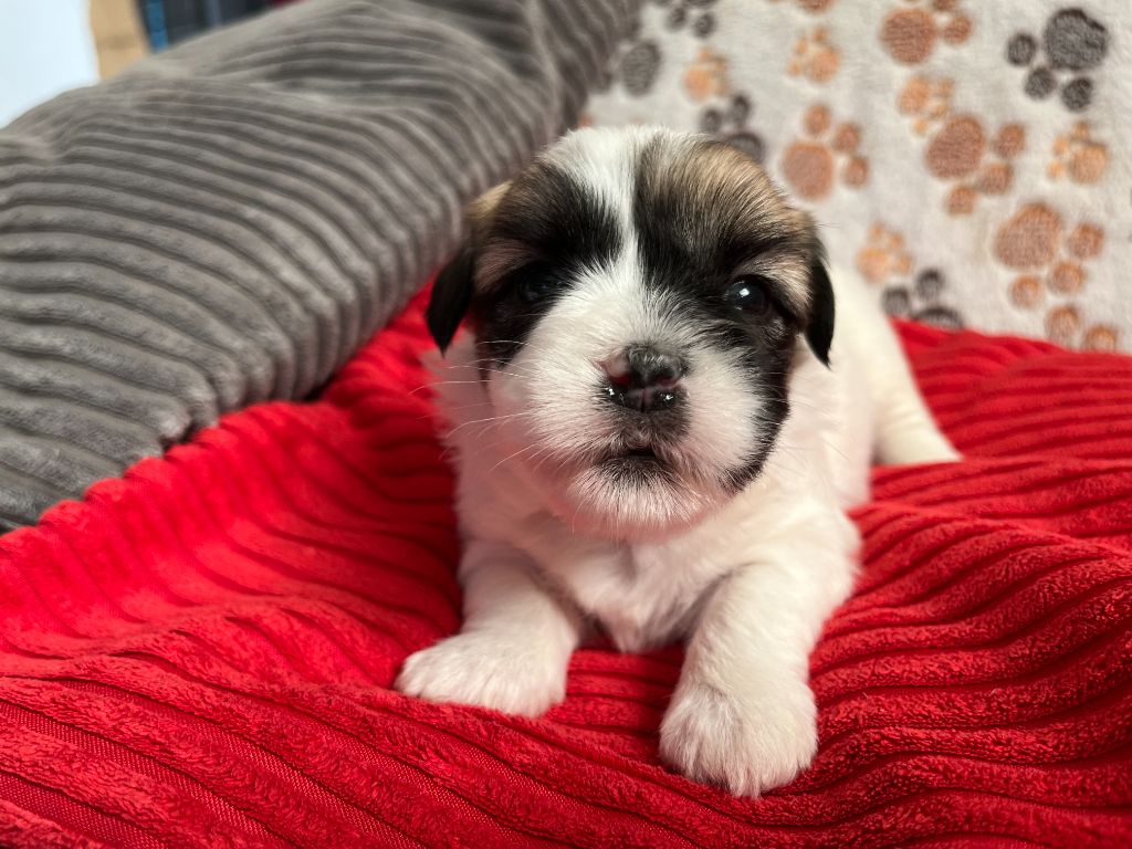 Des Trois G - Chiots disponibles - Coton de Tulear