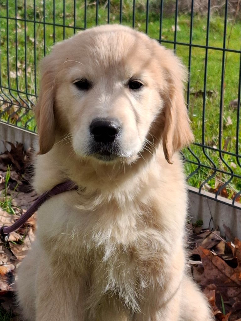 Des Trois G - Chiots disponibles - Golden Retriever