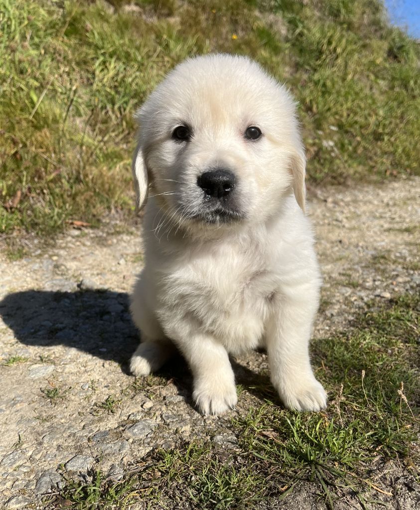 Des Trois G - Chiots disponibles - Golden Retriever
