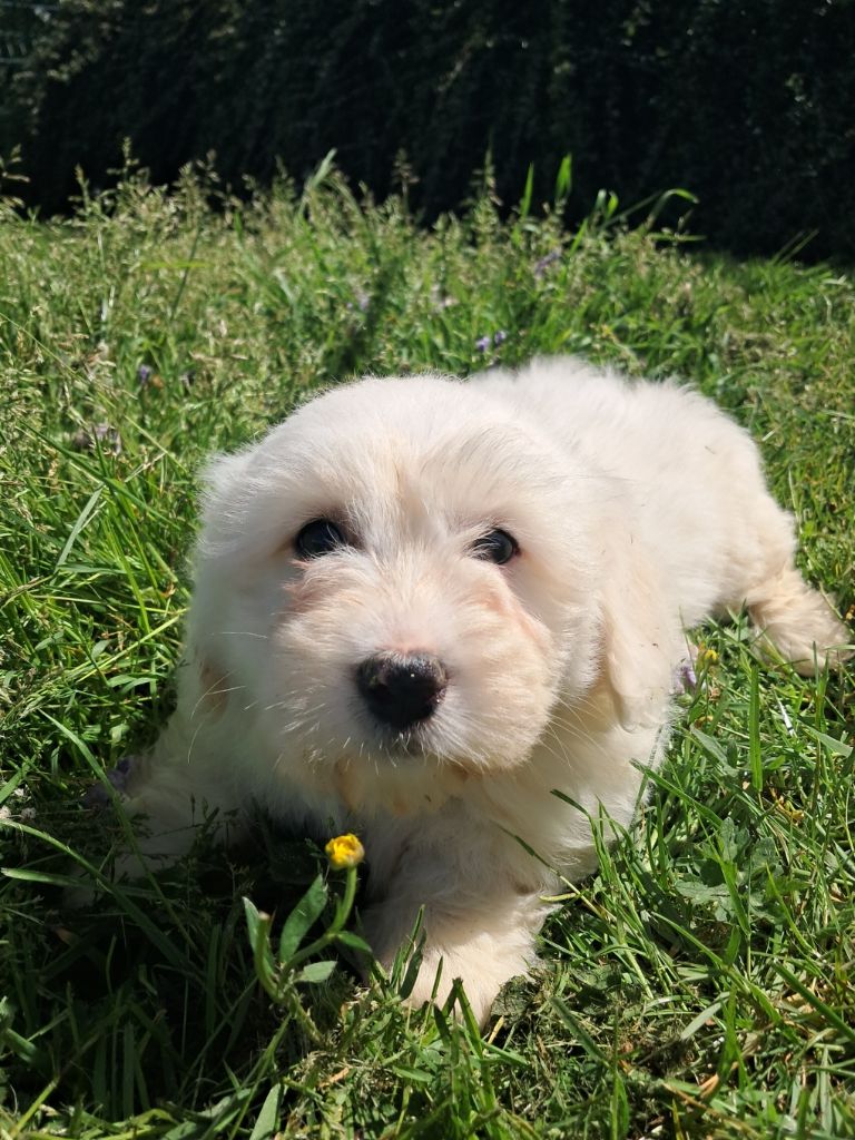 Des Trois G - Chiots disponibles - Coton de Tulear