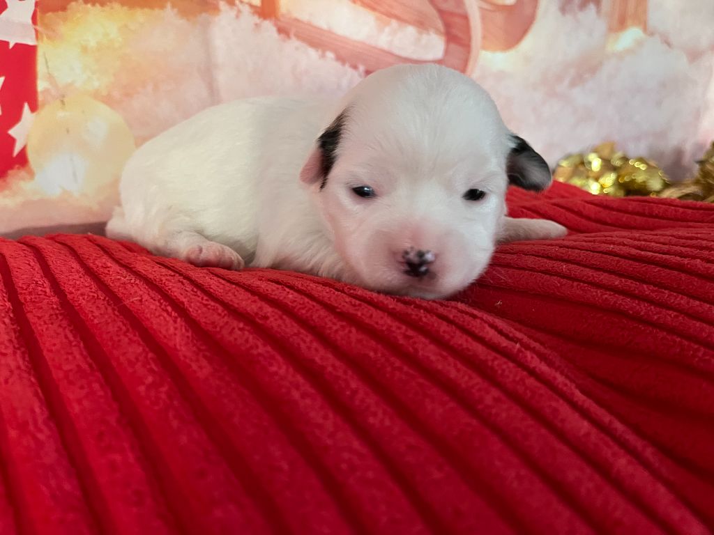 Des Trois G - Chiots disponibles - Coton de Tulear