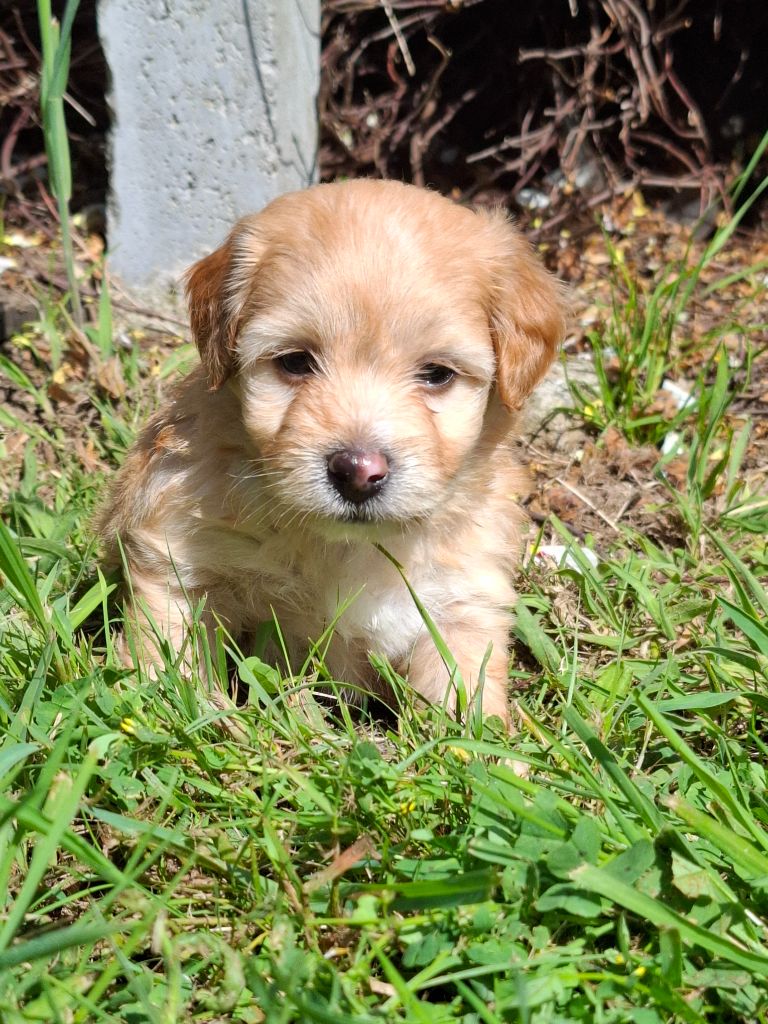 Des Trois G - Chiots disponibles - Bichon Havanais