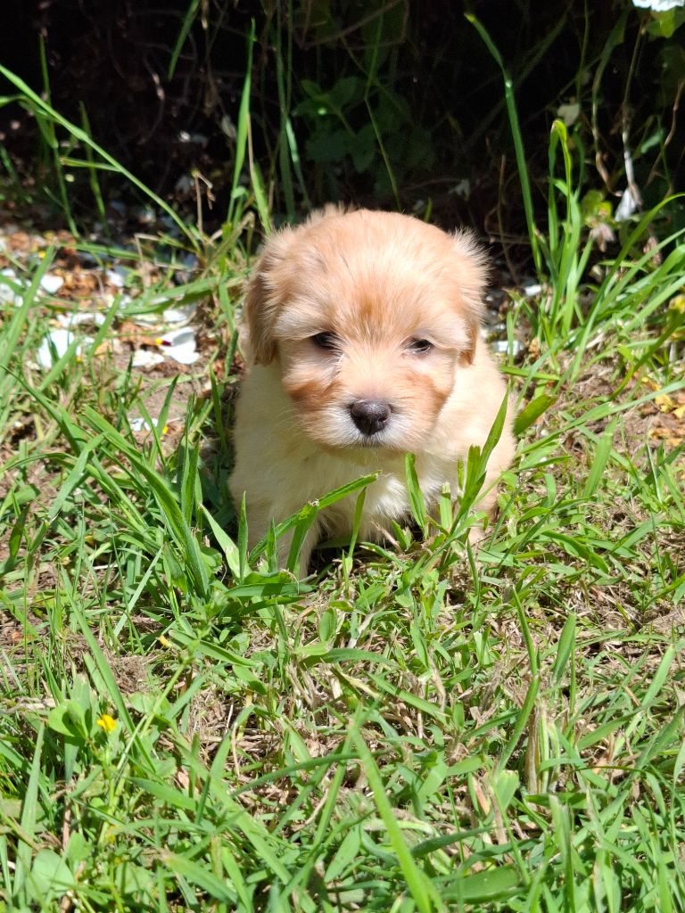 Des Trois G - Chiots disponibles - Bichon Havanais