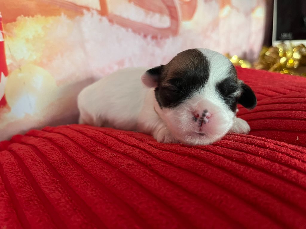 Des Trois G - Chiots disponibles - Coton de Tulear