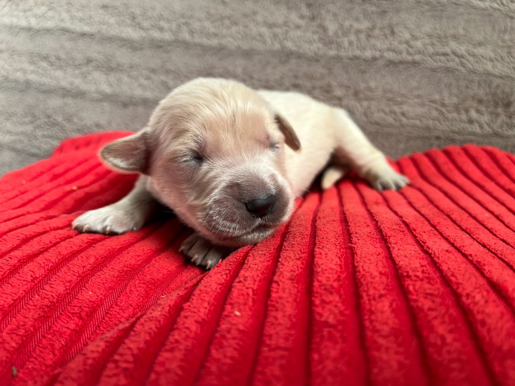 Des Trois G - Chiots disponibles - Golden Retriever