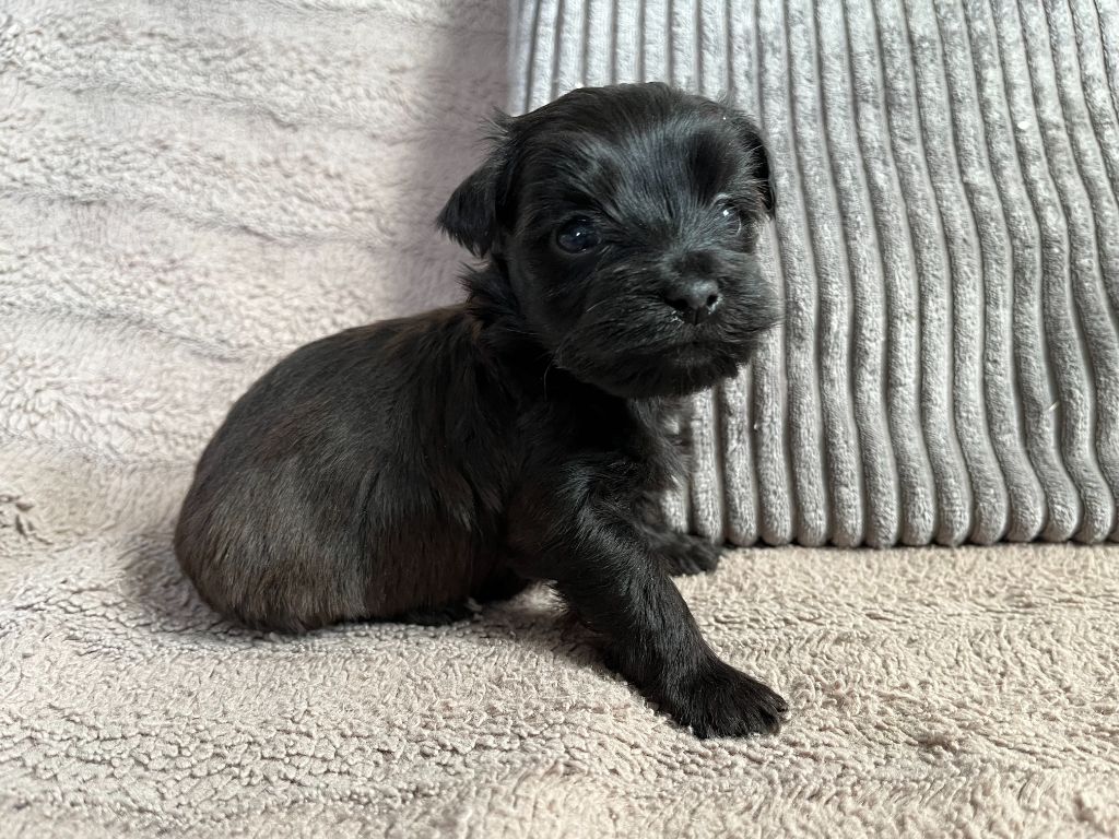 Des Trois G - Chiots disponibles - Bichon Havanais