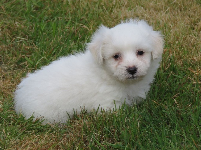 Accueil - Elevage Des Trois G - eleveur de chiens Coton de Tulear